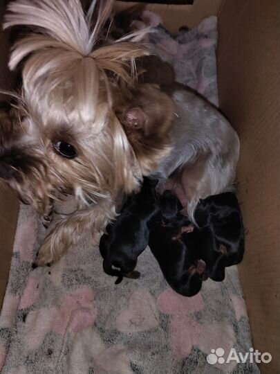 Йоркширский терьер щенки