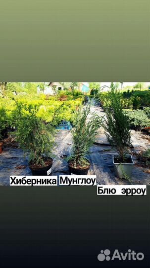 Саженцы хвойных растений