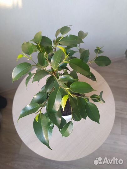Фикус бенджамина 