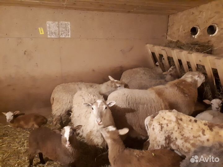 Овцы молодые на племя