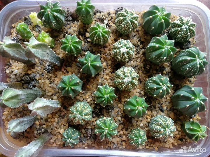Сеянцы кактусов астрофитумы и др