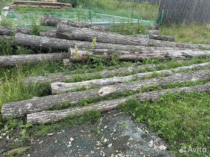 Лес кругляк дуб