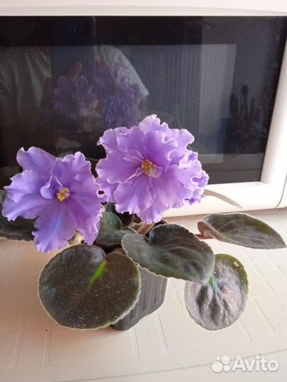 Молодые цветущие фиалочки