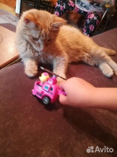 Котёнок в дар