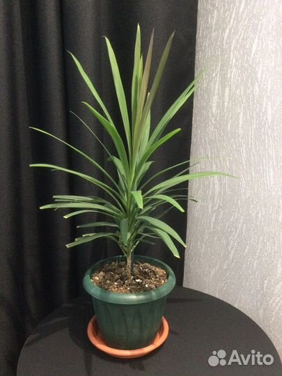 Просто цветы