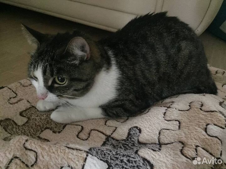 Кошка в дар бесплатно