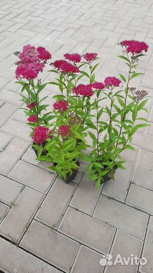 Спирея японская 