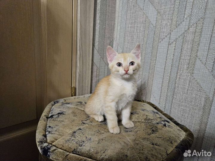 Котята ищут новый дом