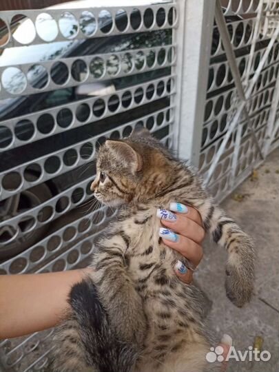Б леопардовая кошка