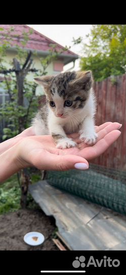 Котенок Мусик