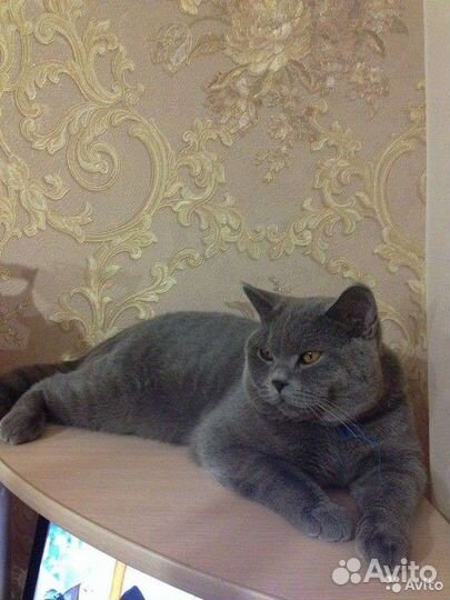 Британский кот вязка