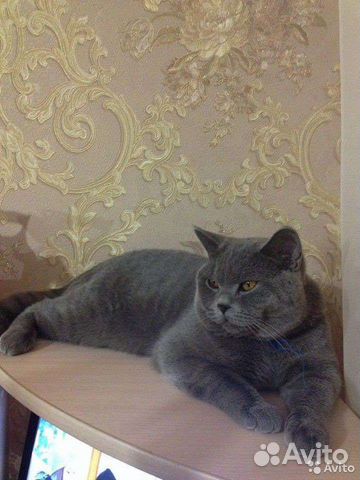 Британский кот вязка