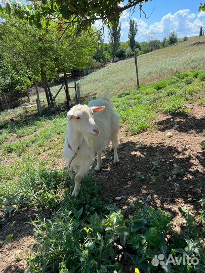 Зааненская дойная коза