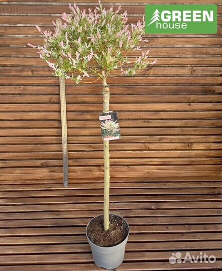 Ива Хакуро Нишике (С5)