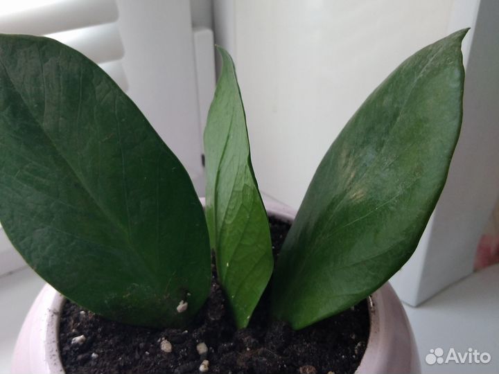 Замиокулькас