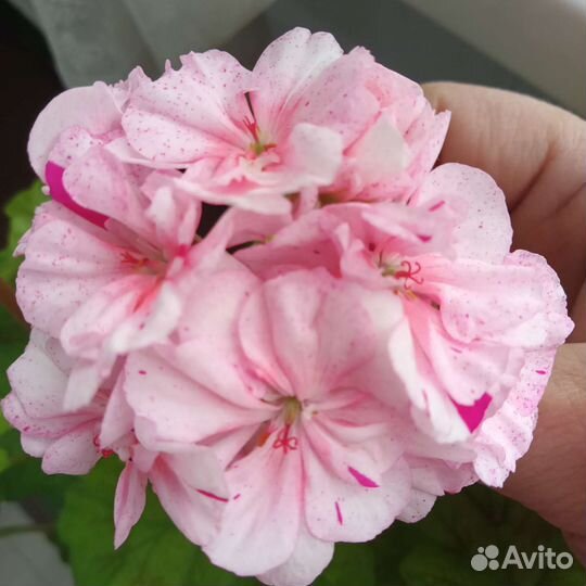 Пеларгония Dylan Cherone