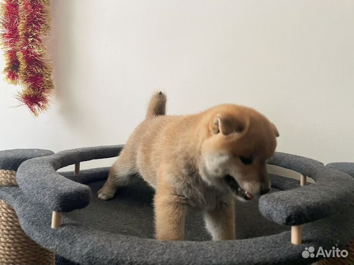 Щенки сиба ину с документами