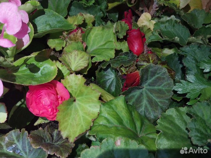 Бегония клубневая