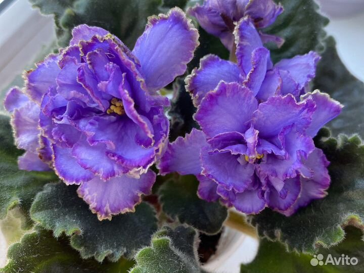 Фиалка синий дракон