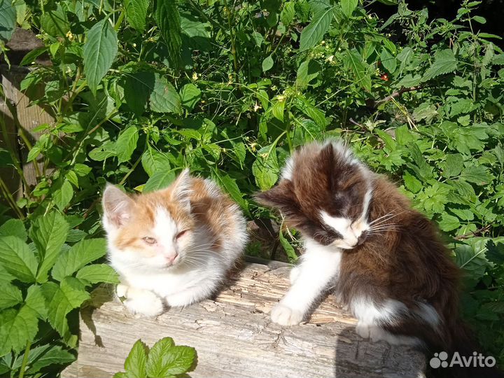 Котята в добрые руки