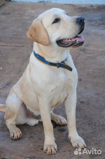 Передержка любых животных