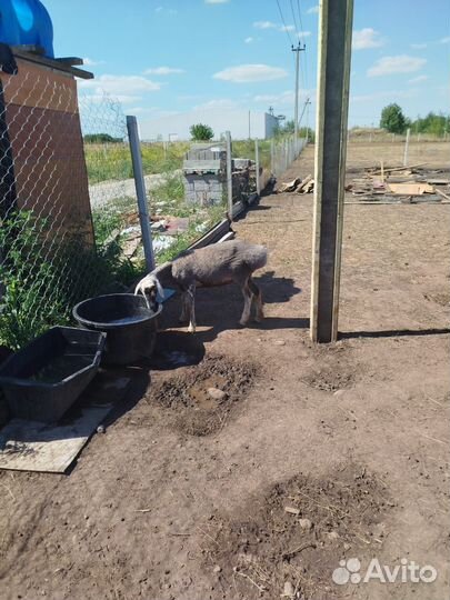 Овцы матки ярки