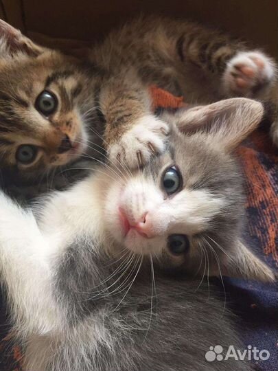 Милые коятки