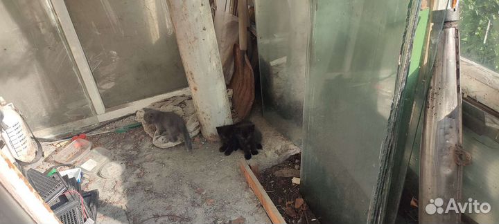 Кошка в дар бесплатно