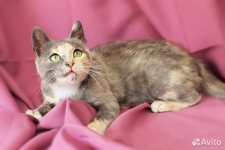 Пёстрая кошечка