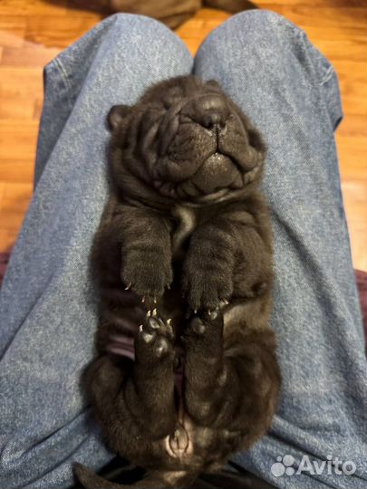 Щенки шарпея