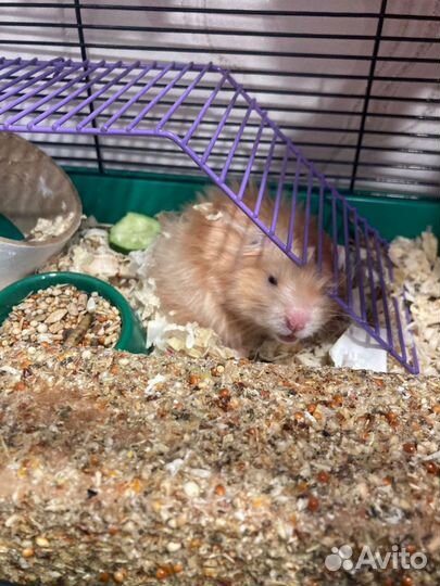 Сирийский хомяк