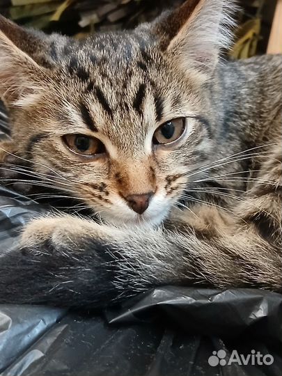 Очень красивая шпрота в дар