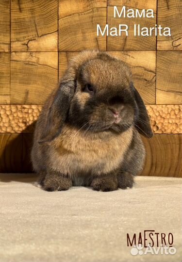 Miniature lop чистопородный мальчик