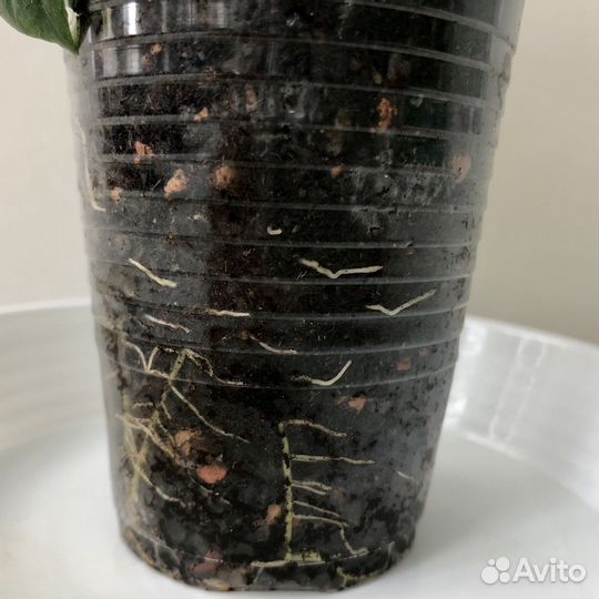 Гардения жасминовидная