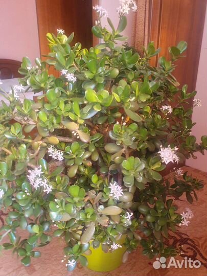 Денежное дерево