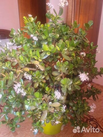 Денежное дерево