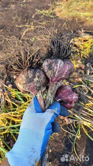 Чеснок любаша