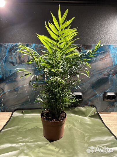 Хамедорея элеганс