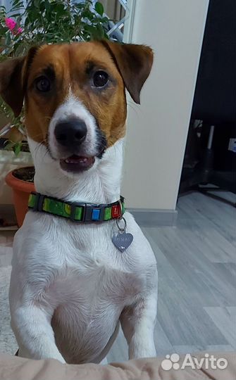 Вязка джек Рассел терьер