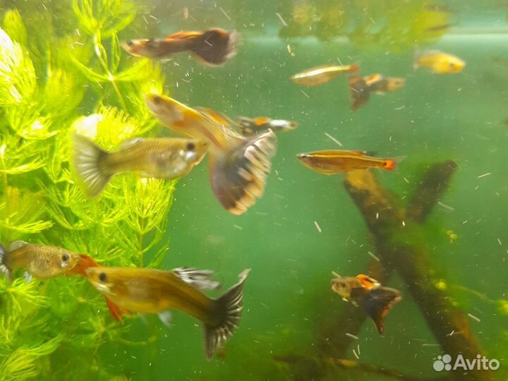 Гуппи, роголистник