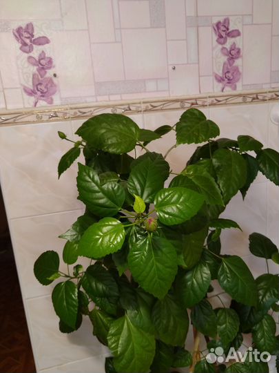 Гибискус китайская роза махровый