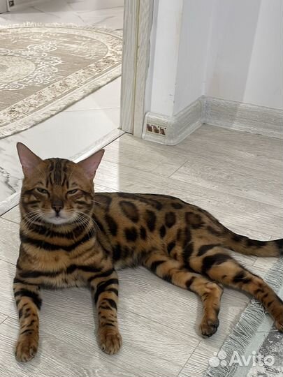 Бенгальский кот вязка