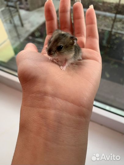 Джунгарский хомяк