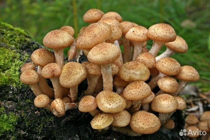 Грибы маринованные, грибные деликатесы