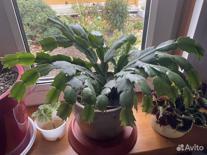 Декабрист шлюмбергера желтый