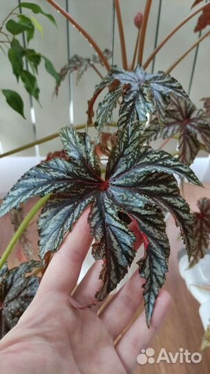 Цветы комнатные