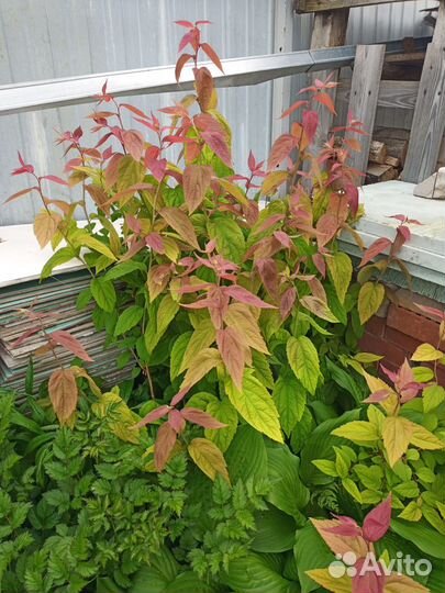 Живая изгородь