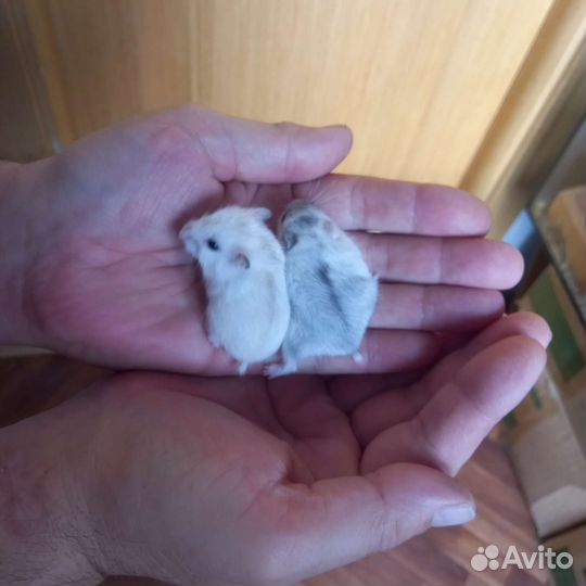 Джунгарский хомяк