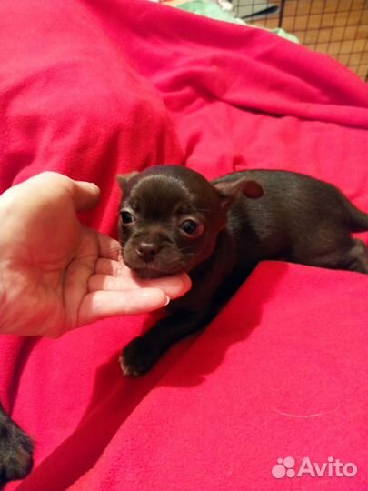 Щенки чихуахуа