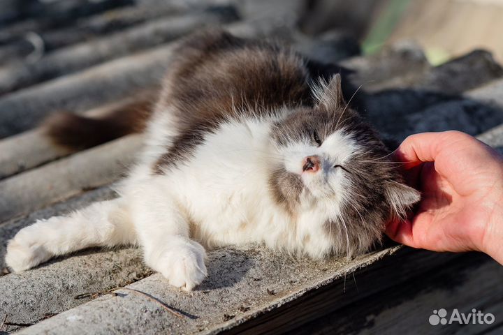 Молодая кошечка бесплатно